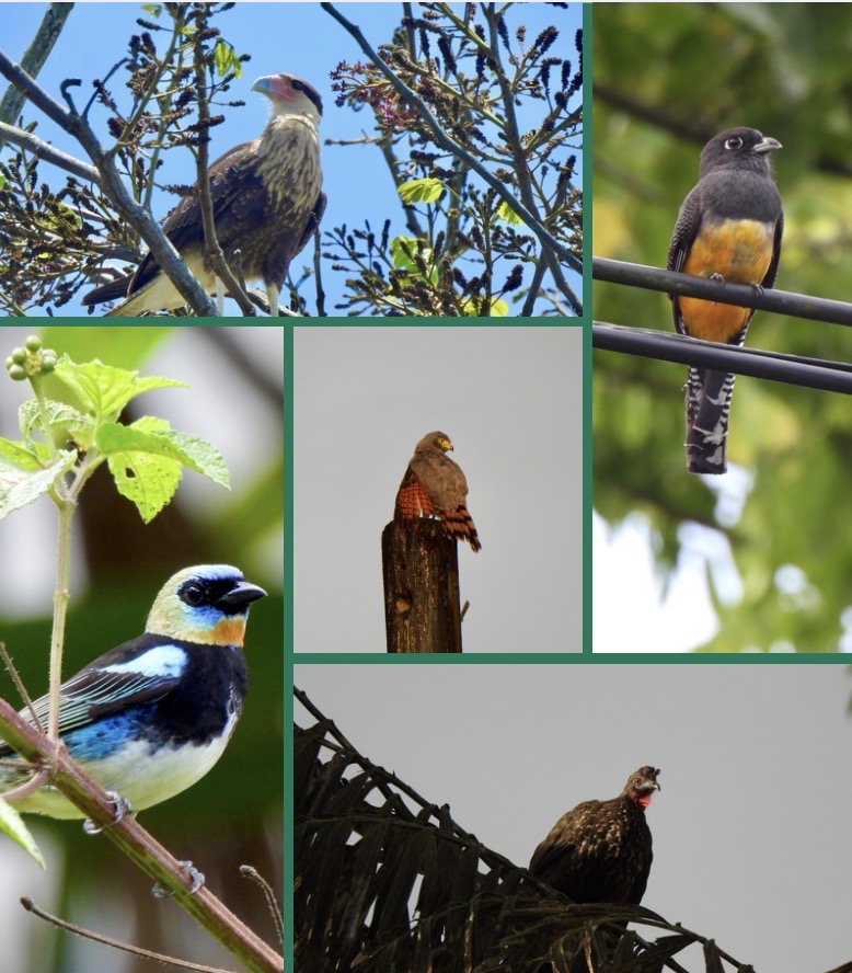 Birdwatching Tour