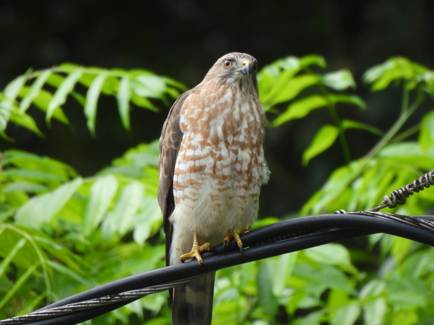 Tropilocal Tours South Caribbean Costa Rica gallery photo