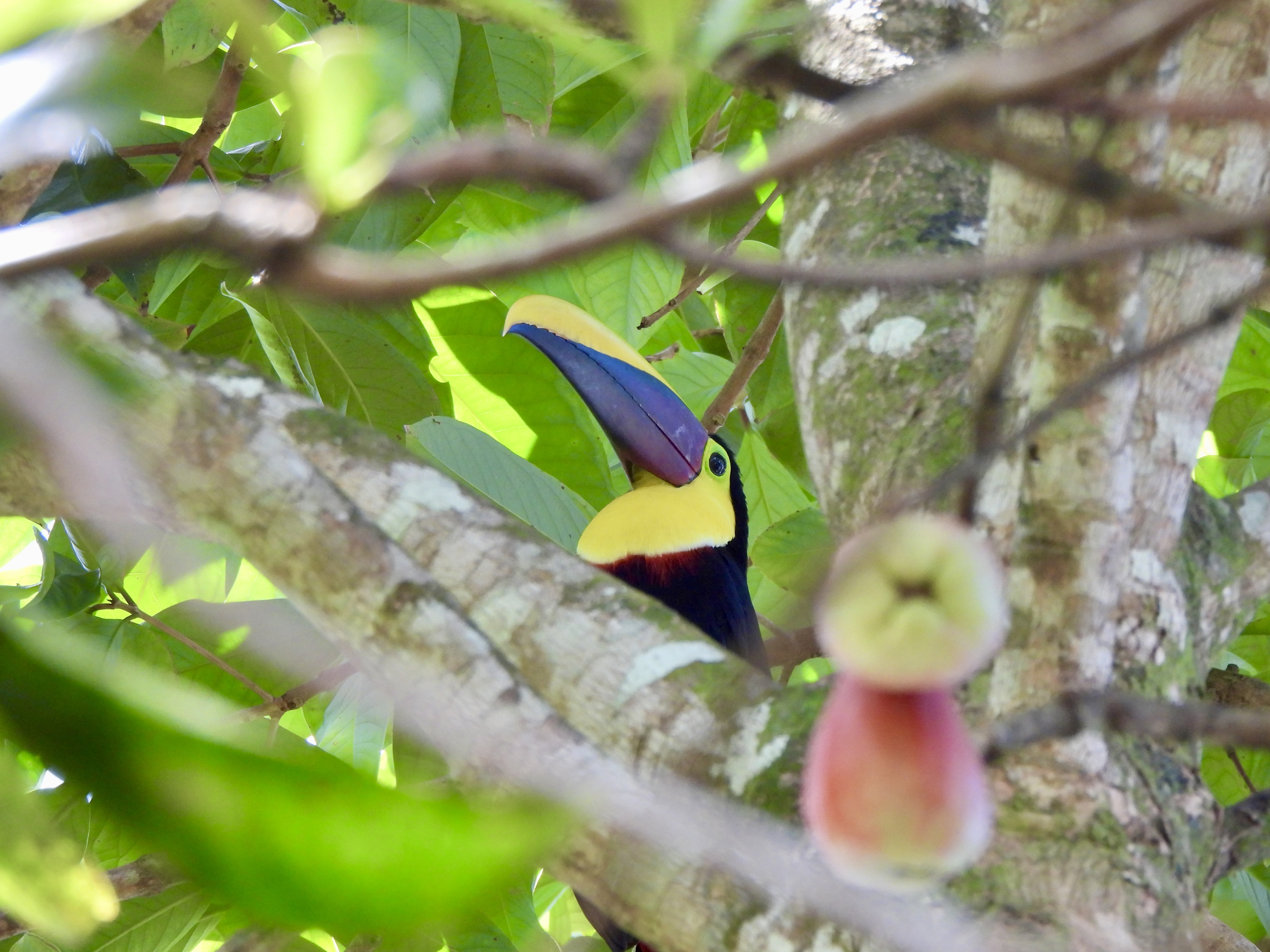 Tropilocal Tours South Caribbean Costa Rica gallery photo