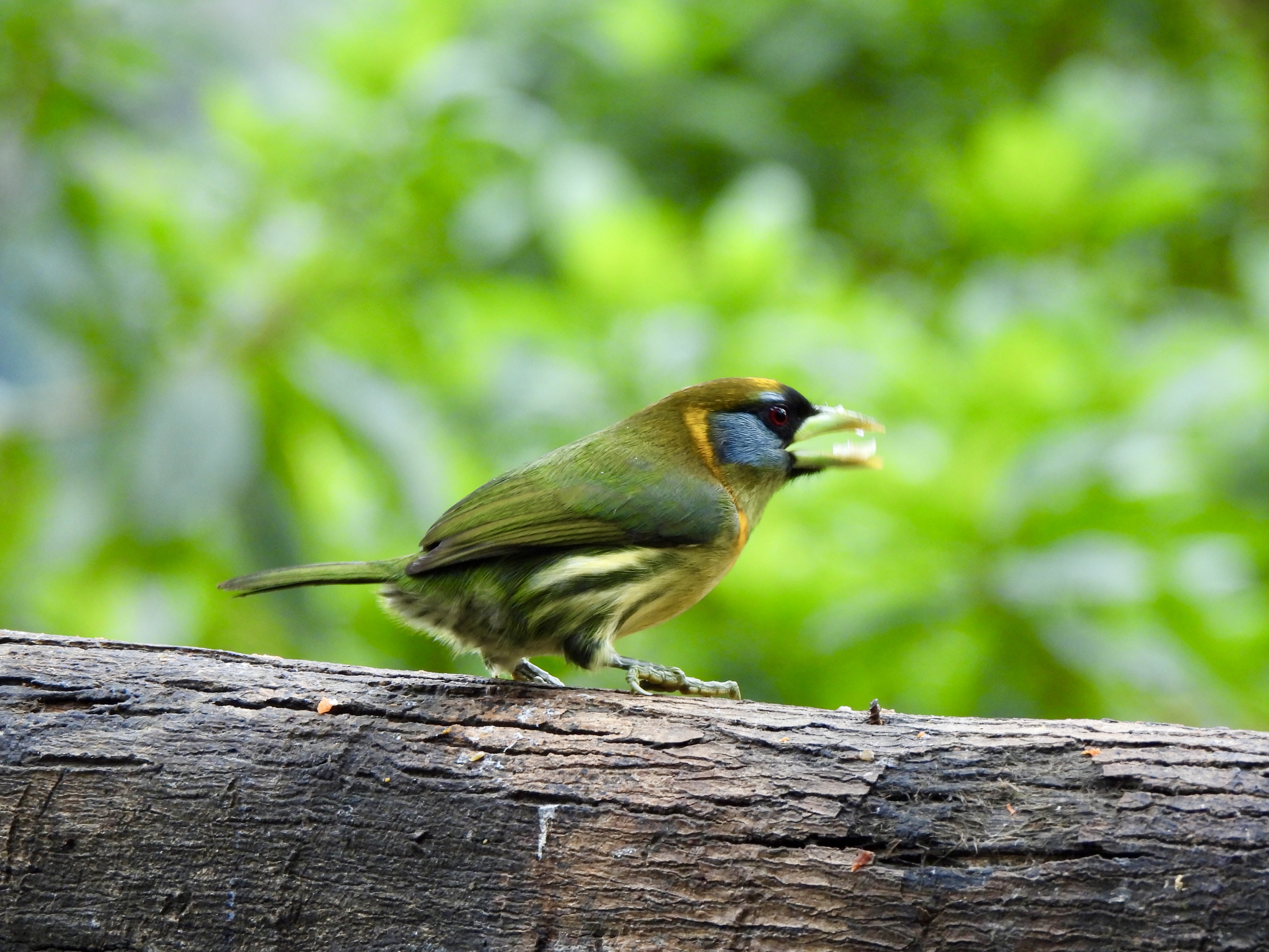 Tropilocal Tours South Caribbean Costa Rica gallery photo