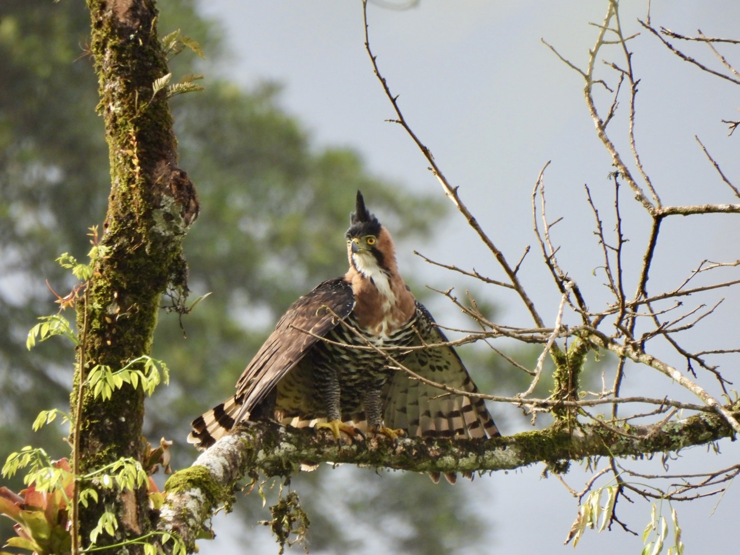 Tropilocal Tours South Caribbean Costa Rica gallery photo