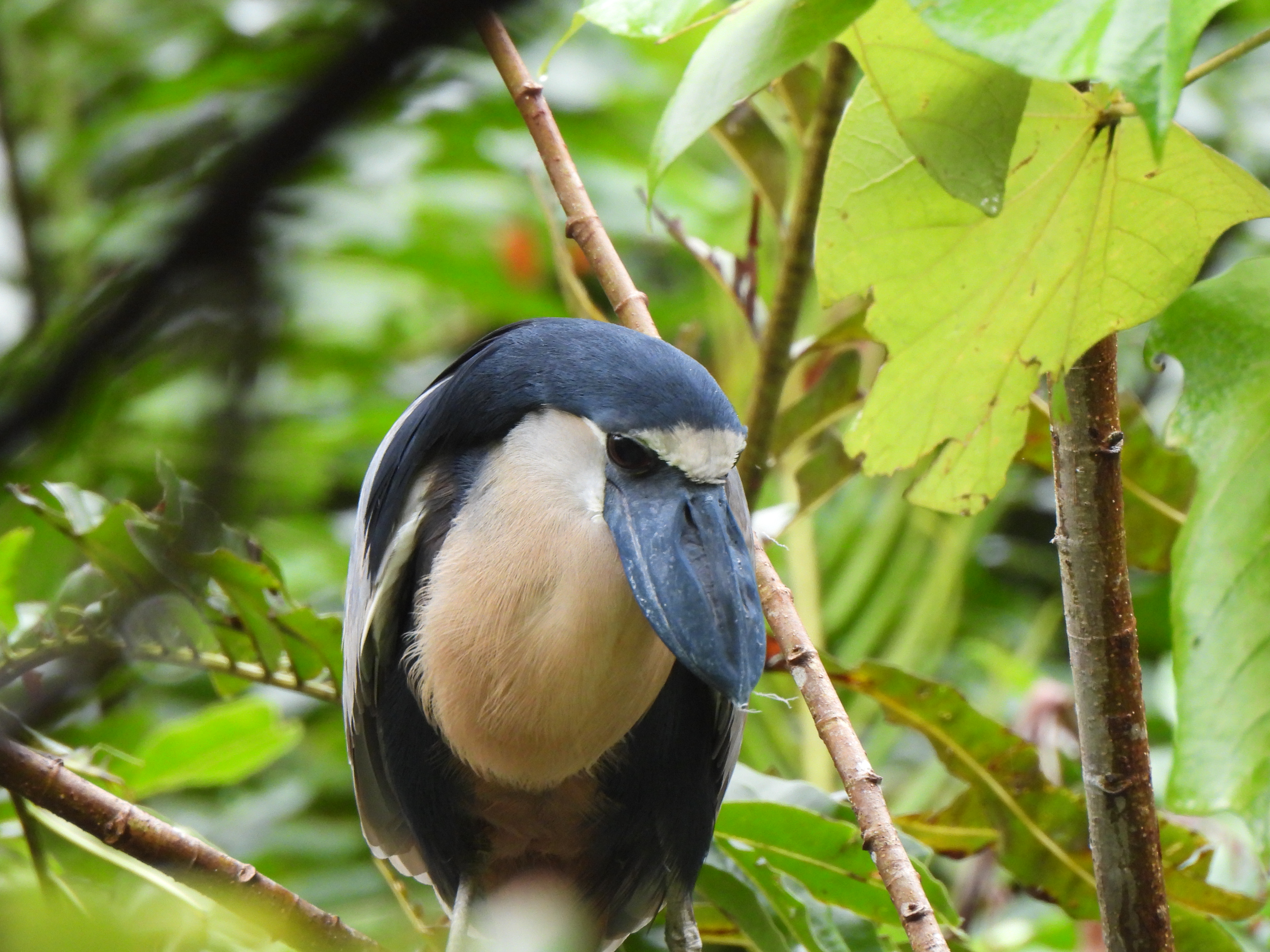 Tropilocal Tours South Caribbean Costa Rica gallery photo