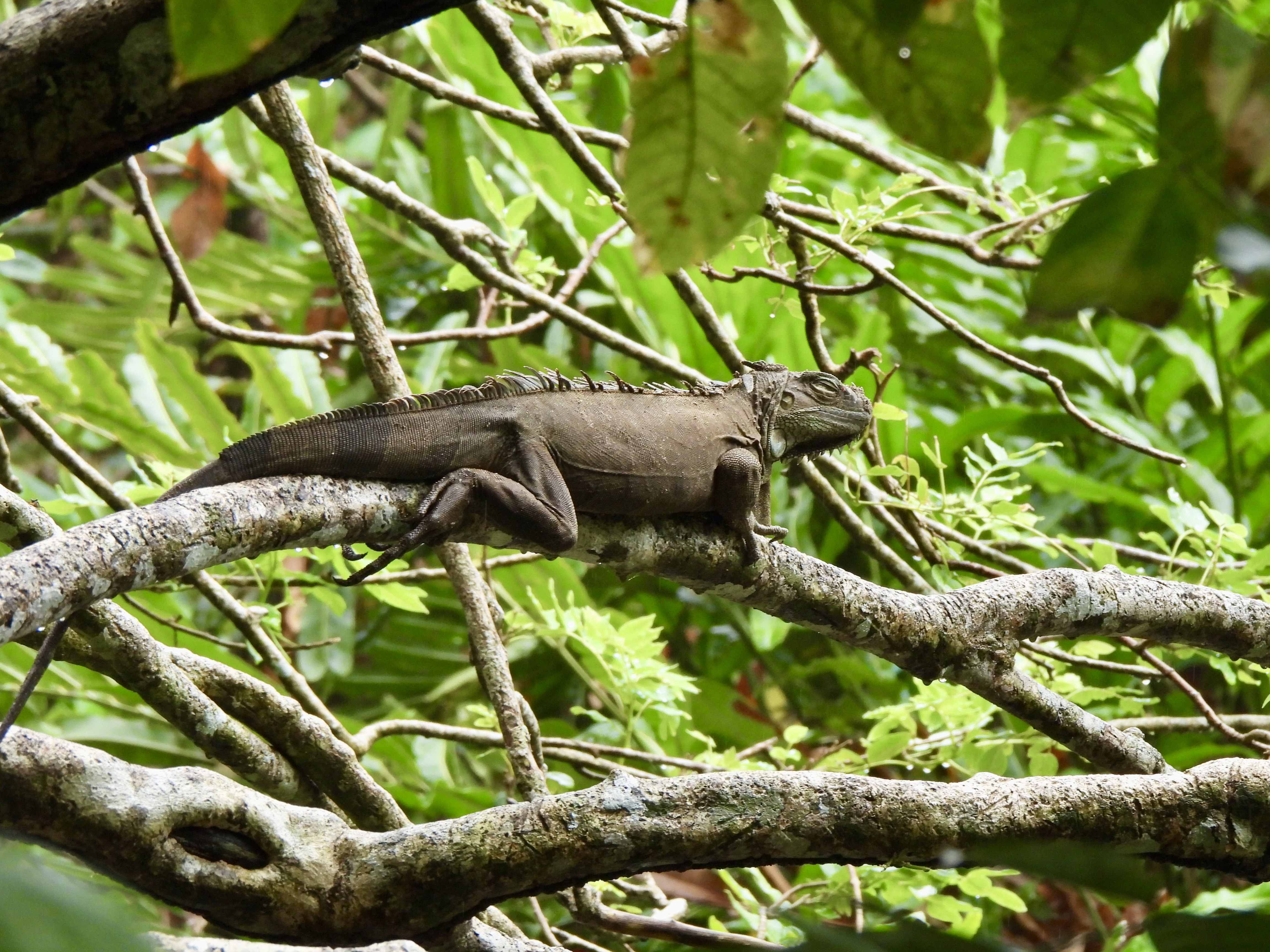 Tropilocal Tours South Caribbean Costa Rica gallery photo