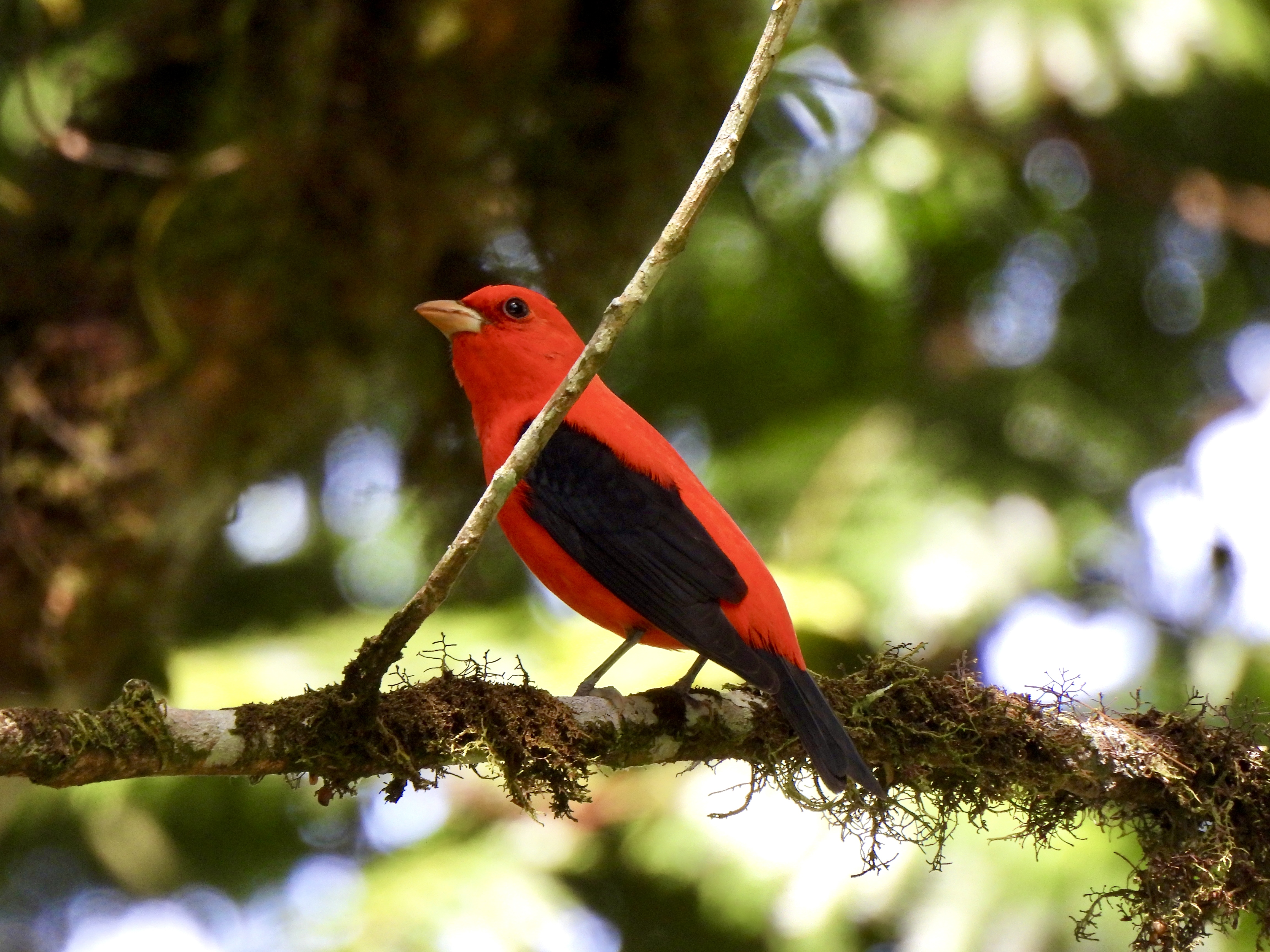 Tropilocal Tours South Caribbean Costa Rica gallery photo