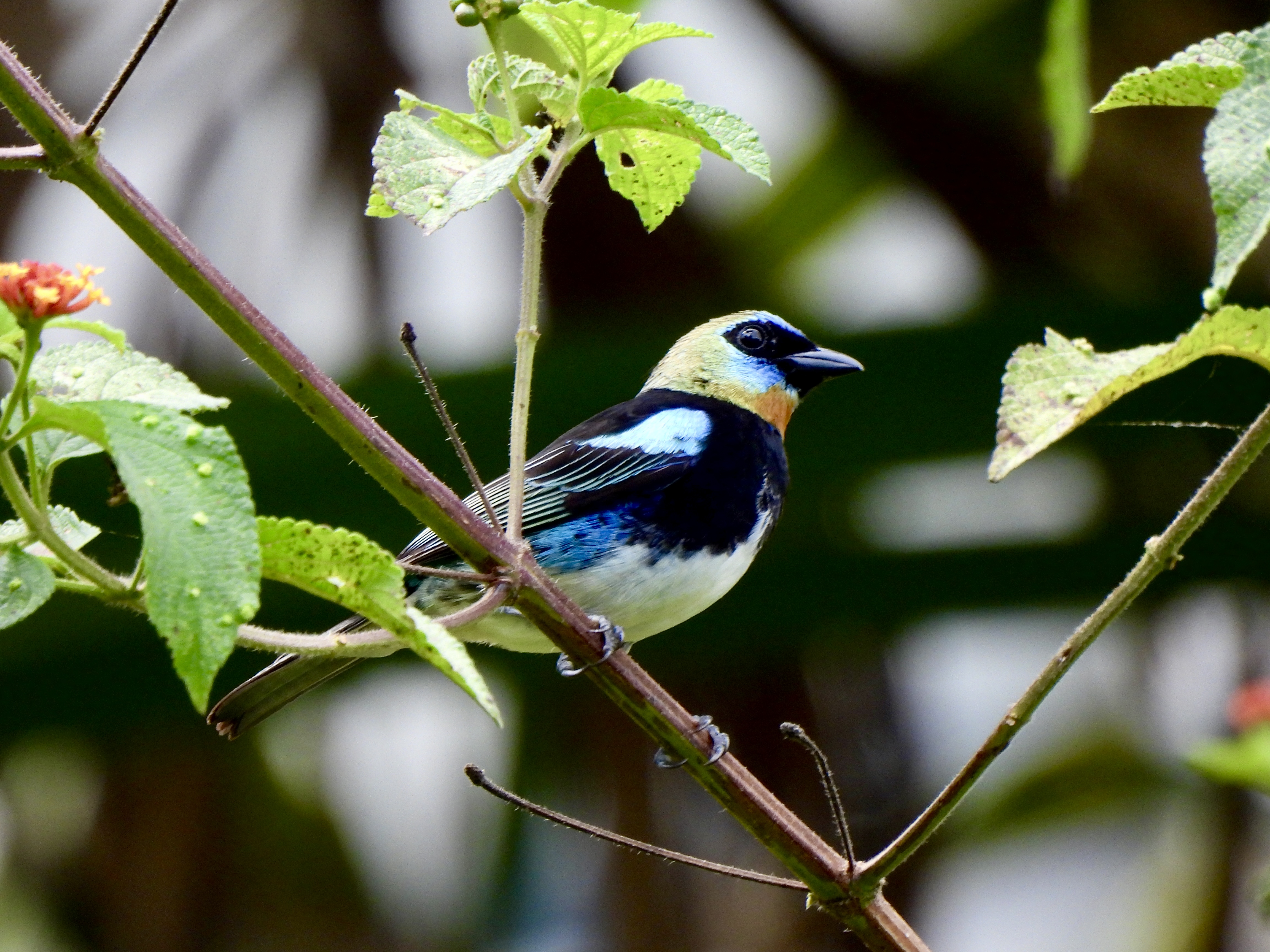 Tropilocal Tours South Caribbean Costa Rica gallery photo