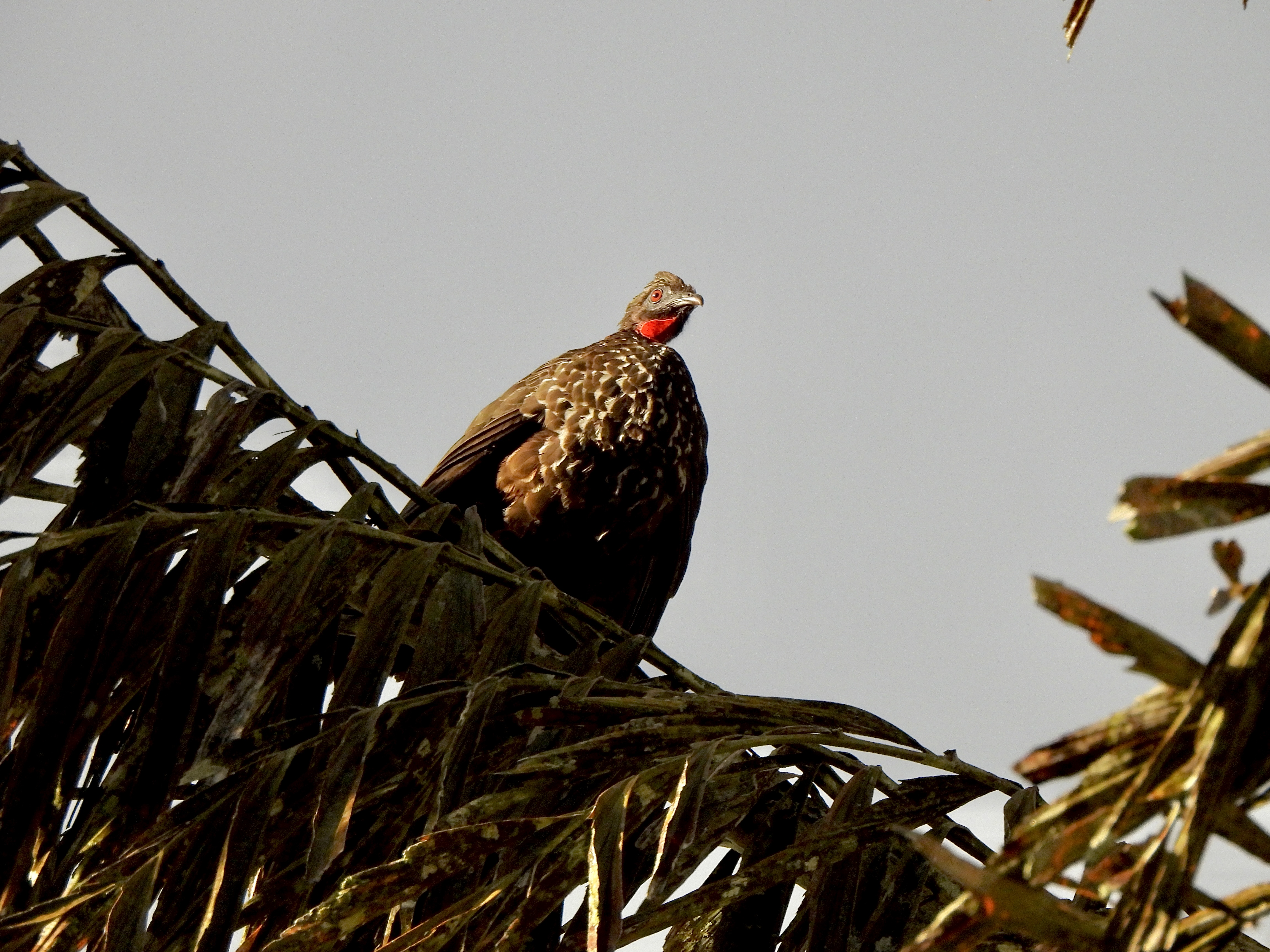 Tropilocal Tours South Caribbean Costa Rica gallery photo