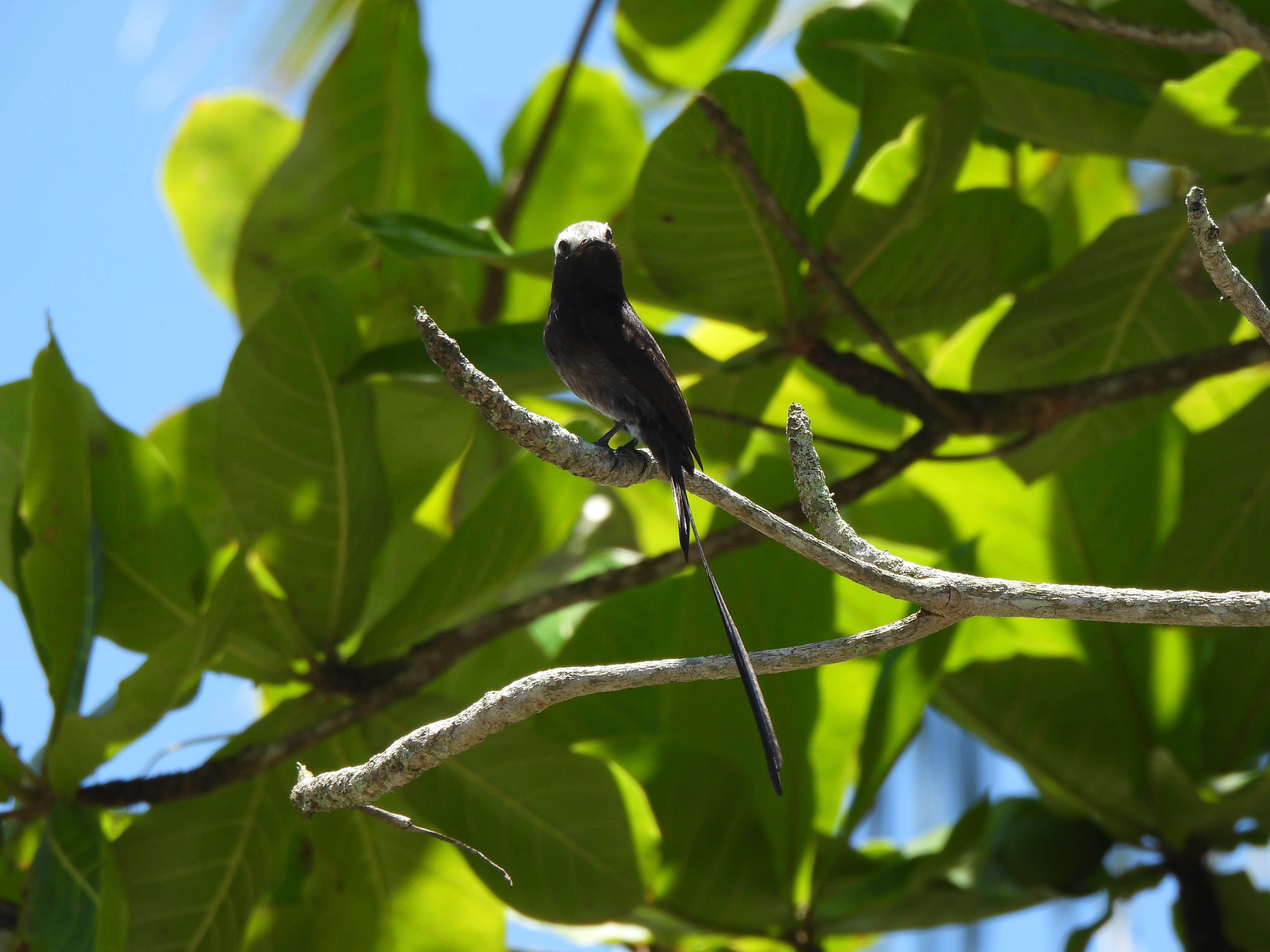Tropilocal Tours South Caribbean Costa Rica gallery photo
