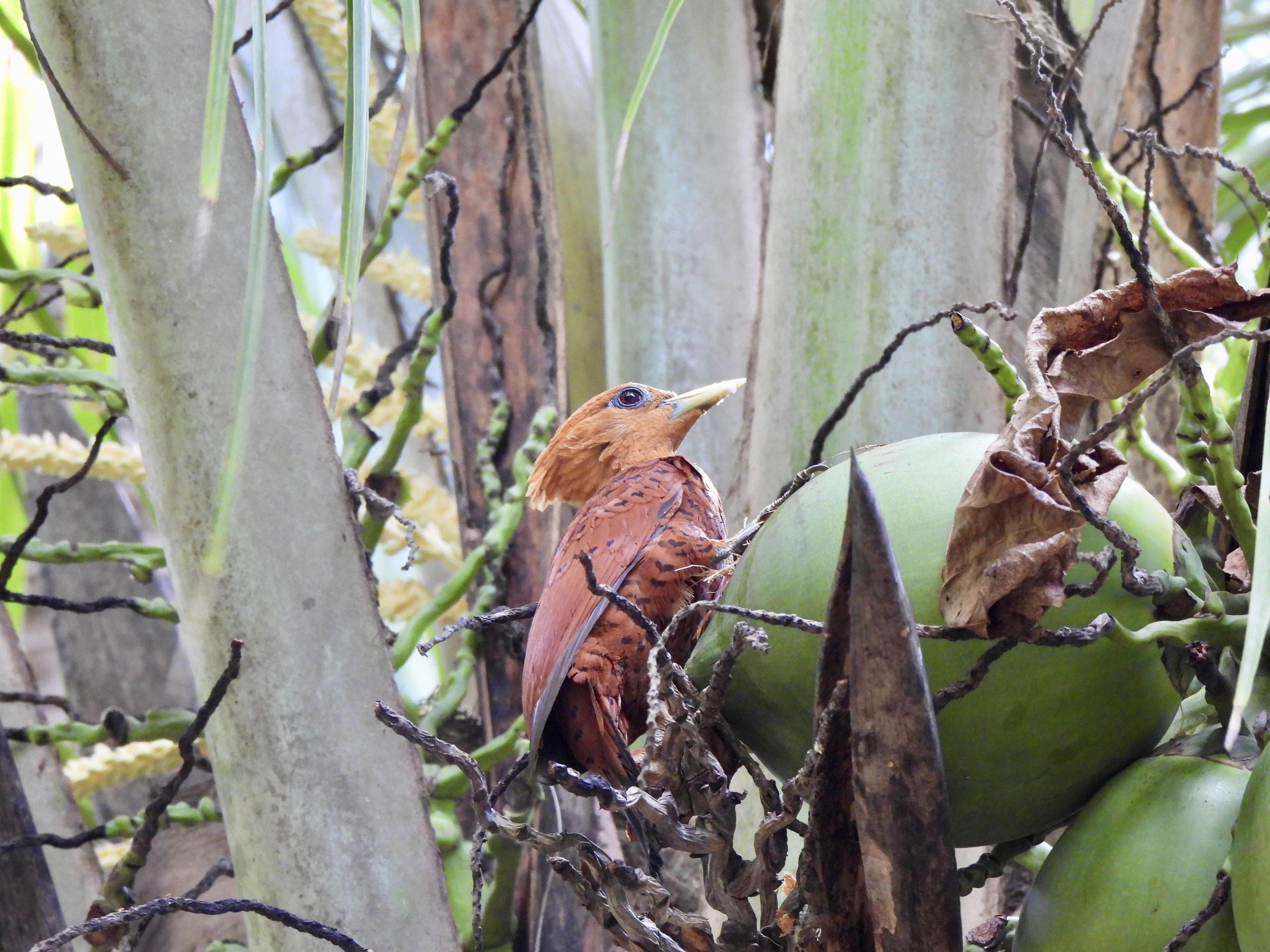 Tropilocal Tours South Caribbean Costa Rica gallery photo