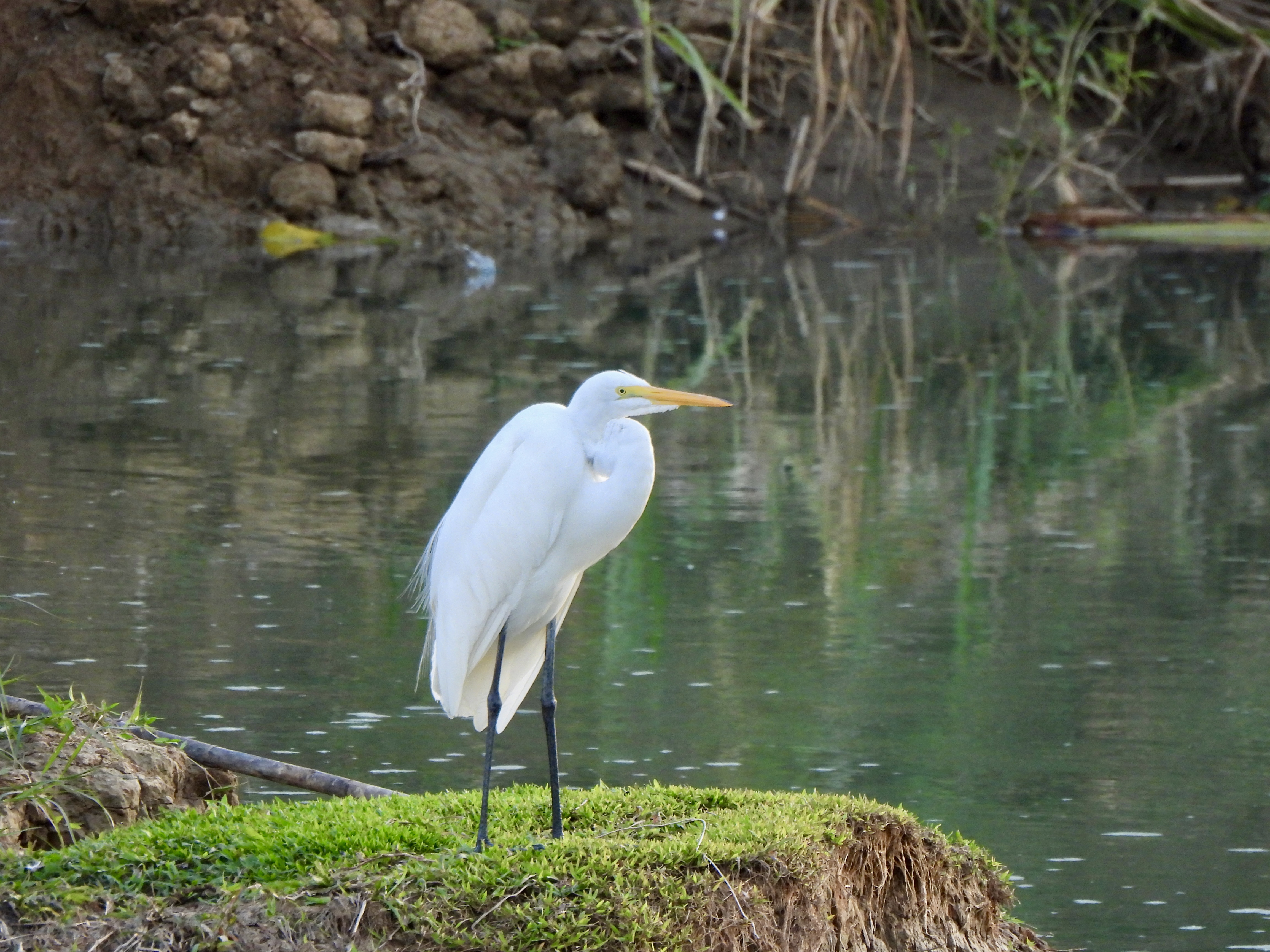 Tropilocal Tours South Caribbean Costa Rica gallery photo