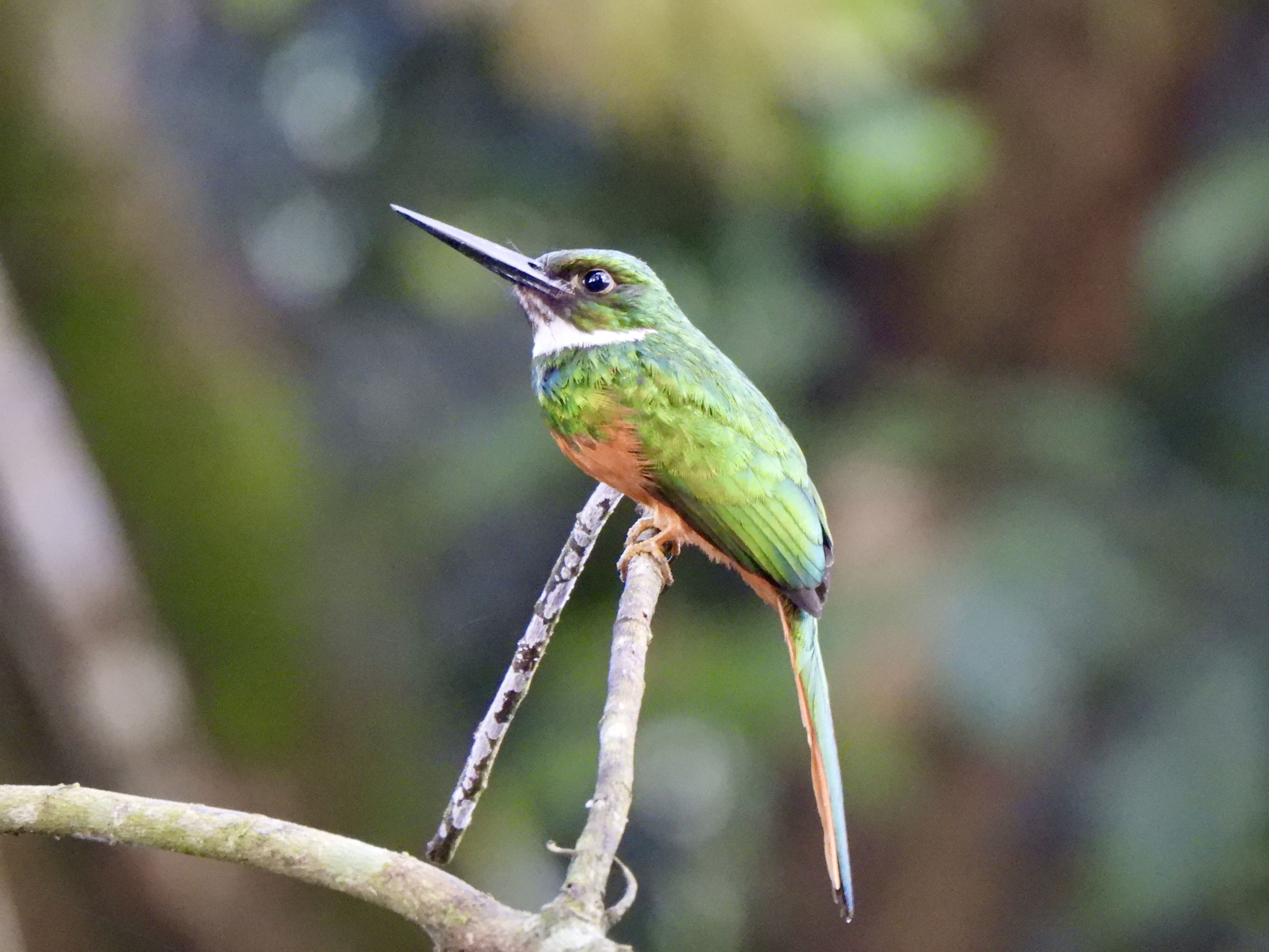 Tropilocal Tours South Caribbean Costa Rica gallery photo