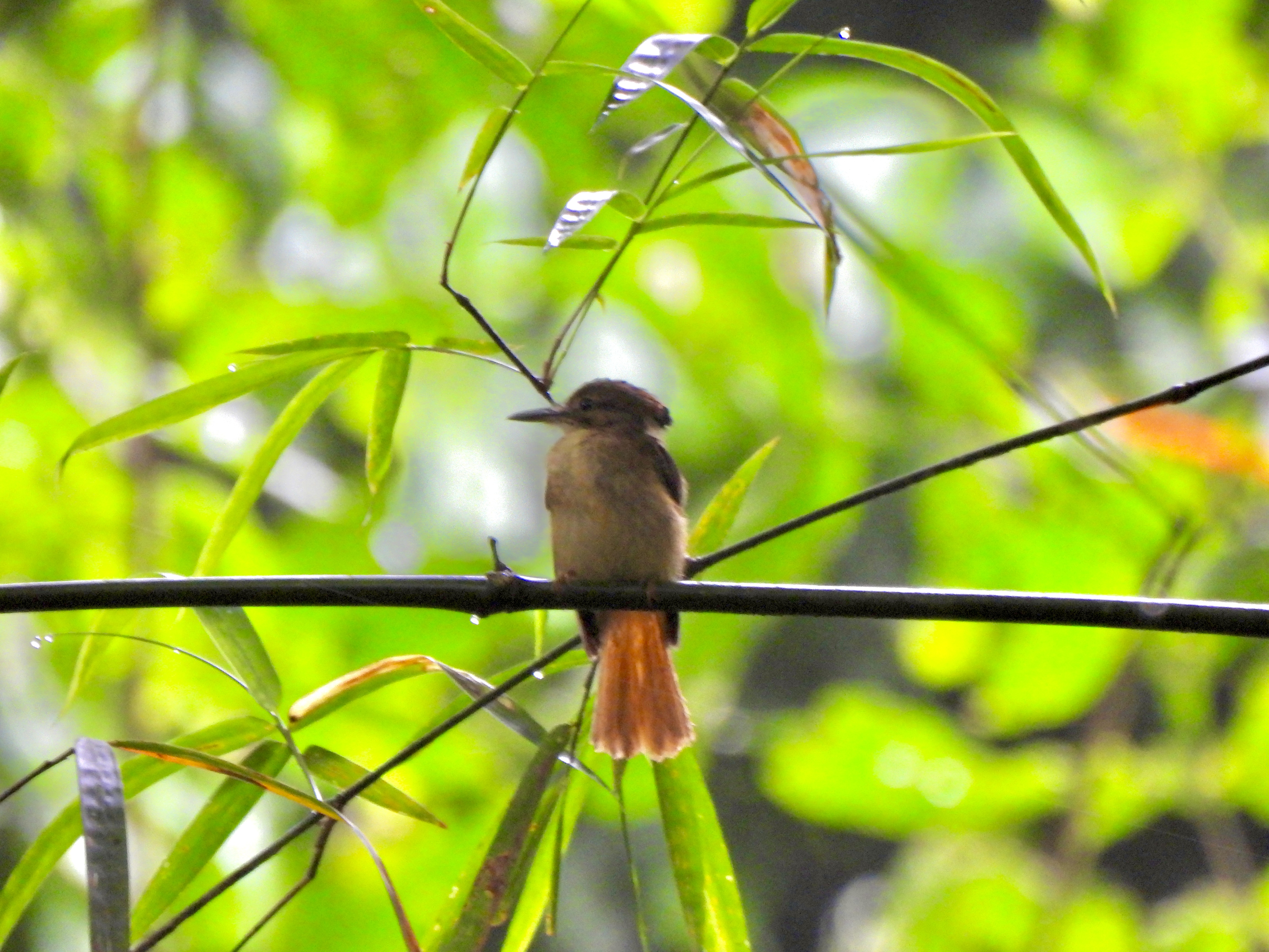 Tropilocal Tours South Caribbean Costa Rica gallery photo