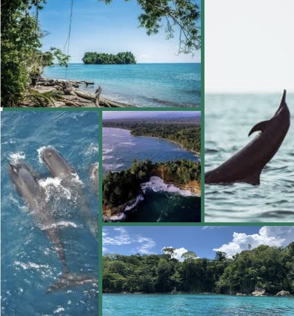 Dolphin Tour