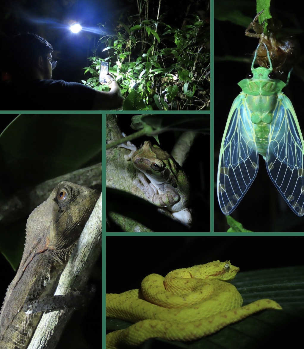 Night Jungle Tour