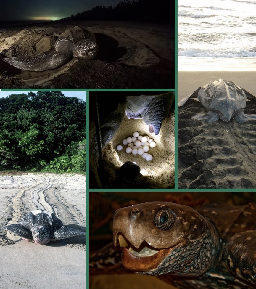 Turtle Nesting Tour